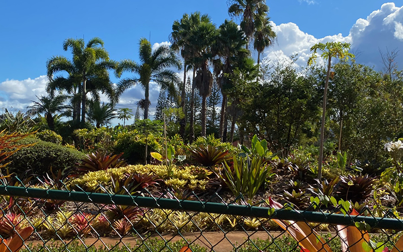 Dole Plantation